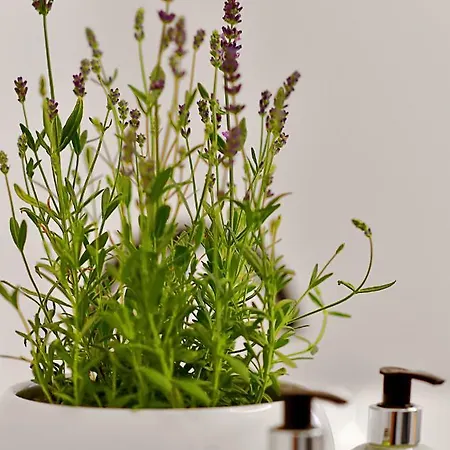 Herbal Otel 3*
